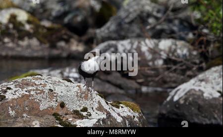 Weißkehlchen-Dipper (Cinclus cinclus), der auf Stein am Bach sitzt Stockfoto