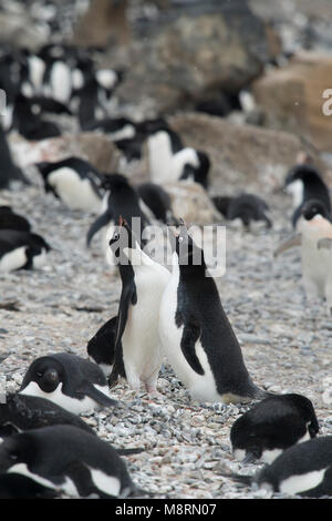 Adelie Pinguin Kolonie an der Brown Bluff, Antarktis. Stockfoto