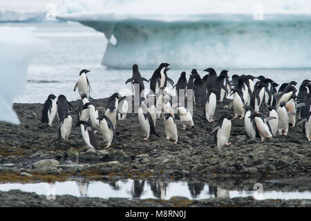 Gruppen von Adelie Pinguine Spaziergang entlang der Küste bei Brown Bluff, Antarktis. Stockfoto