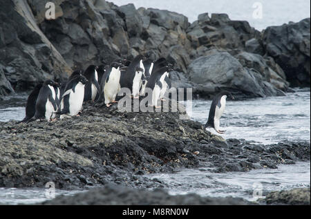 Eine Gruppe von Adelie Pinguine machen sich auf den Weg zum Meer an der Brown Bluff, Antarktis. Stockfoto