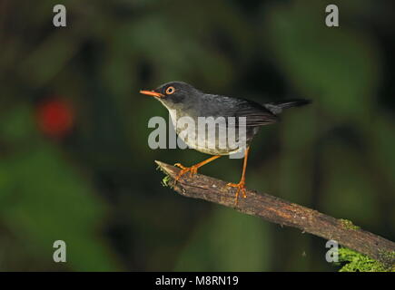 Slaty-backed Nachtigall - soor (Catharus fuscater fuscater) Erwachsenen auf dem Moosigen Vinicio Birdwatcher's House, Nono-Mindo Straße, Ecuador Feb anmelden Stockfoto