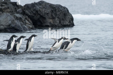 Eine Gruppe von Adelie Pinguine Sprung in den Ozean an der Brown Bluff, Antarktis. Stockfoto
