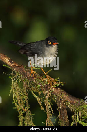 Slaty-backed Nachtigall - soor (Catharus fuscater fuscater) Erwachsenen auf dem Moosigen Vinicio Birdwatcher's House, Nono-Mindo Straße, Ecuador Feb anmelden Stockfoto