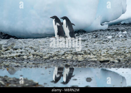 Zwei Adelie Pinguine Spaziergänge entlang der Küste werfen ein Spiegelbild im Wasser an der Brown Bluff, Antarktis. Stockfoto
