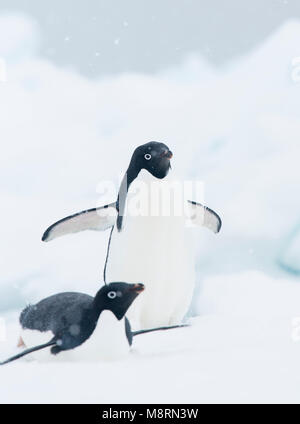 Schnee fällt auf zwei Adelie Pinguine auf einem Eisberg in der Antarktis. Stockfoto