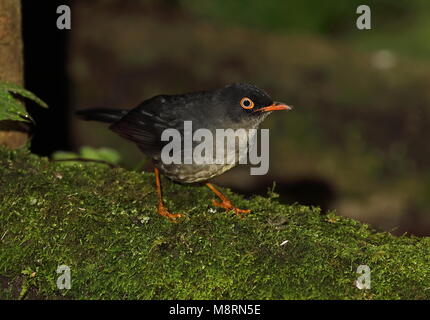 Slaty-backed Nachtigall - soor (Catharus fuscater fuscater) Erwachsenen auf dem Moosigen Vinicio Birdwatcher's House, Nono-Mindo Straße, Ecuador Feb anmelden Stockfoto