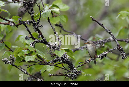 Arktiswaldsänger (Phylloscopus borealis) in der Birke Stockfoto