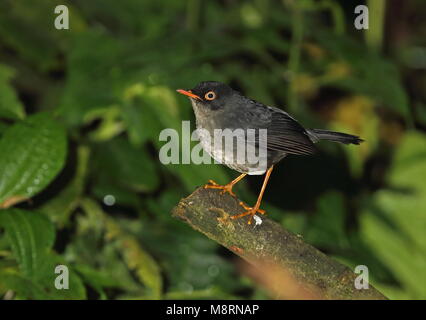 Slaty-backed Nachtigall - soor (Catharus fuscater fuscater) erwachsenen Perche 4d auf Zweig Vinicio Birdwatcher's House, Nono-Mindo Straße, Ecuador Stockfoto