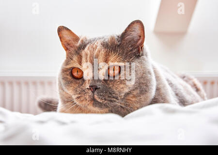 Britisch Kurzhaar Katze liegend aufliegt und auf einem weißen Bett Stockfoto