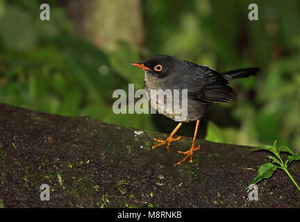 Slaty-backed Nachtigall - soor (Catharus fuscater fuscater) Erwachsenen auf dem Moosigen Vinicio Birdwatcher's House, Nono-Mindo Straße, Ecuador Feb anmelden Stockfoto