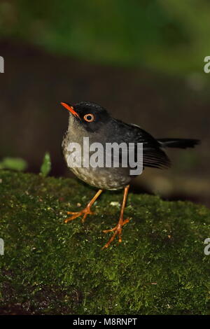 Slaty-backed Nachtigall - soor (Catharus fuscater fuscater) Erwachsenen auf dem Moosigen Vinicio Birdwatcher's House, Nono-Mindo Straße, Ecuador Feb anmelden Stockfoto