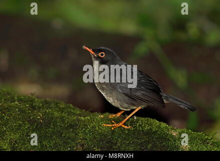 Slaty-backed Nachtigall - soor (Catharus fuscater fuscater) Erwachsenen auf dem Moosigen Vinicio Birdwatcher's House, Nono-Mindo Straße, Ecuador Feb anmelden Stockfoto