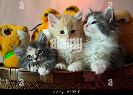 Norwegische Waldkatze Kätzchen im Korb mit Plüsch Spielzeug Stockfoto