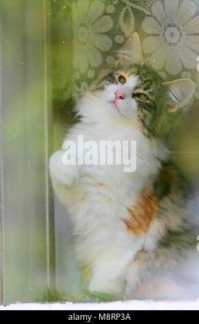 Junge Norwegische Waldkatze Frau sitzt auf einem Fenster Stockfoto