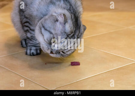 Graue Katze Scottish Fold isst Fleisch, auf der keramischen Boden Stockfoto