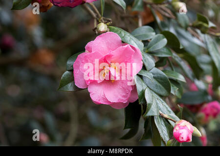 Camellia williamsii x 'Grand Jury' Blüte im März. Großbritannien Stockfoto