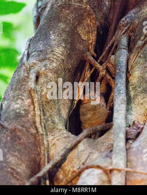 Tarsius auf einem Baum an der Tangkoko National Park Stockfoto