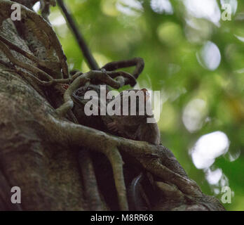 Tarsius auf einem Baum an der Tangkoko National Park Stockfoto