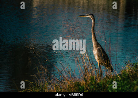 Great Blue Heron hocken auf dem Feld am See Stockfoto