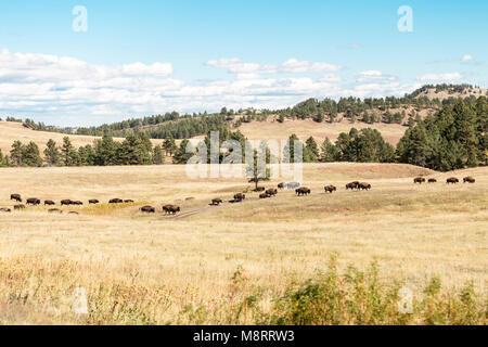 Hohe Betrachtungswinkel von Amerikanischen Bisons zu Fuß auf Feld bei Badlands National Park Stockfoto