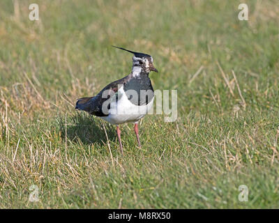 Northern Kiebitz stehen auf Gras Stockfoto