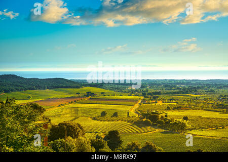 Bolgheri und Castagneto Weinberg Blick auf den Sonnenuntergang. Maremma Toskana, Italien, Europa. Stockfoto