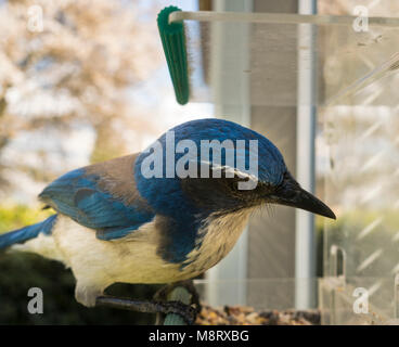 Ein großer Vogel, bekannt als das Kalifornien Scrub Jay übernimmt eine Zuführung und packt einige Samen Stockfoto