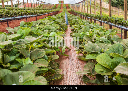 Reihen von Erdbeeren Pflanzen im Gewächshaus Stockfoto