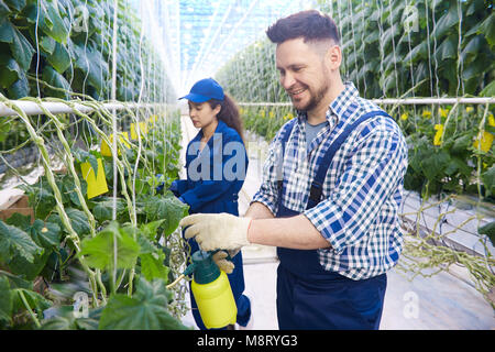 Arbeitnehmer Behandlung von Pflanzen im Gewächshaus Stockfoto