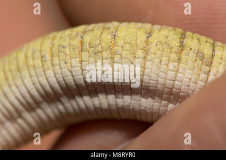 Bauer Chameleon Gecko (Eurydactylodes Agricolae). Stockfoto