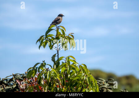 Braune Vogel auf einem Baum in der Natur wild gehockt Stockfoto