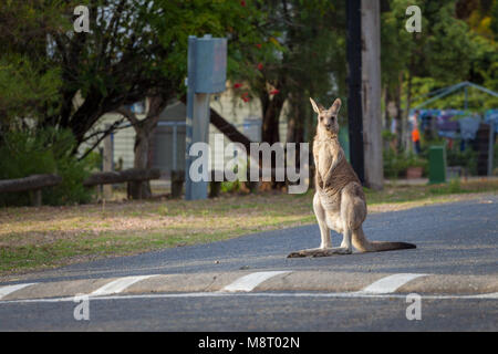 Eastern Grey kangaroo Steigende hoch stehend auf der Straße Stockfoto