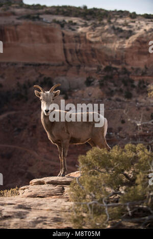 Eine Wüste Bighornschafe steht auf dem Rand der Buck Canyon im Canyonlands National Park, Utah. Stockfoto