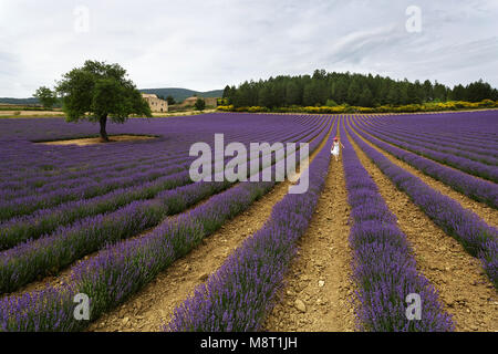 Frau im weißen Kleid und rosa Strohhut walking Trog Lavendelfeld mit Arme weit offen.. Provence, Frankreich. Stockfoto