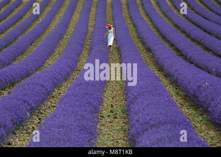 Frau im weißen Kleid und rosa Strohhut zu Fuß durch Lavendelfelder, Provence, Frankreich. Stockfoto