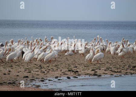 Weiße Pelikan Herde sitzen auf einer Sandbank Stockfoto