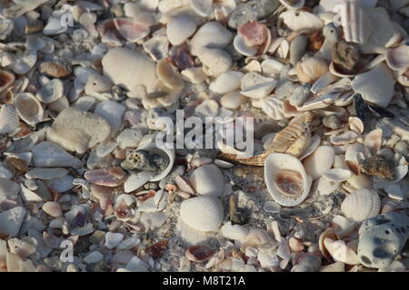 Nahaufnahme eines Clusters von Muscheln Stockfoto