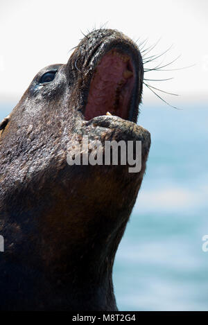 Sea Lion Stockfoto