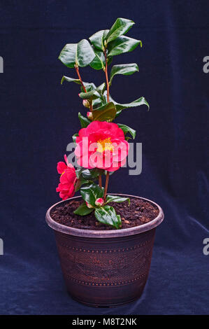 Bild von Camellia japonica Blume vollständig öffnen. In der Pflanzmaschine. Stockfoto