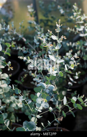 Junge Eucalypyus 1.5Lt gunnii Pflanzen in Töpfen. Gemeinsamen Namen Gum, Ironbark, Apfelwein Kaugummi. Familienname MYRTACEAE. Stockfoto