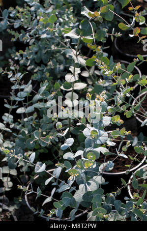 Junge Eucalypyus 1.5Lt gunnii Pflanzen in Töpfen. Gemeinsamen Namen Gum, Ironbark, Apfelwein Kaugummi. Familienname MYRTACEAE. Stockfoto