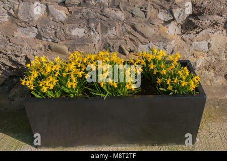 Gruppen von Zwerg Narzisse (Narzissen) in der Pflanzmaschine. . Common name Narzisse. Familie der Amaryllidaceae Stockfoto