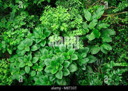 Üppigen, tropischen Pflanzen umgeben den Regenwald Wanderweg am Trimbina Biological Reserve in Costa Rica. Stockfoto