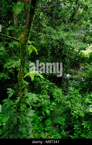 Üppigen, tropischen Pflanzen umgeben den Regenwald Wanderweg am Trimbina Biological Reserve in Costa Rica. Stockfoto