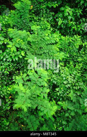 Üppigen, tropischen Pflanzen umgeben den Regenwald Wanderweg am Trimbina Biological Reserve in Costa Rica. Stockfoto