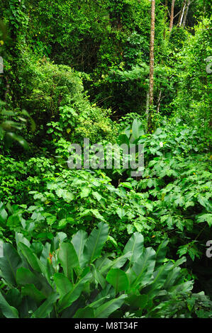 Üppigen, tropischen Pflanzen umgeben den Regenwald Wanderweg am Trimbina Biological Reserve in Costa Rica. Stockfoto