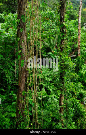 Üppigen, tropischen Pflanzen umgeben den Regenwald Wanderweg am Trimbina Biological Reserve in Costa Rica. Stockfoto