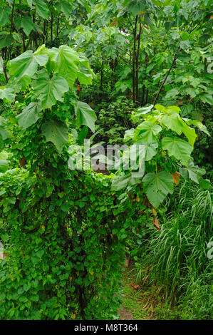 Üppigen, tropischen Pflanzen umgeben den Regenwald Wanderweg am Trimbina Biological Reserve in Costa Rica. Stockfoto