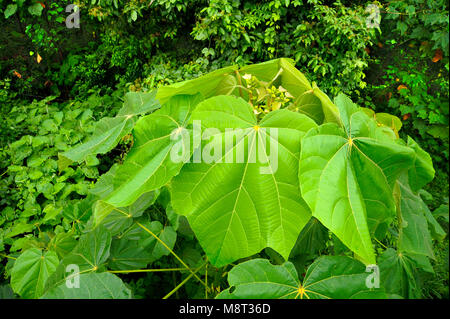 Üppigen, tropischen Pflanzen umgeben den Regenwald Wanderweg am Trimbina Biological Reserve in Costa Rica. Stockfoto