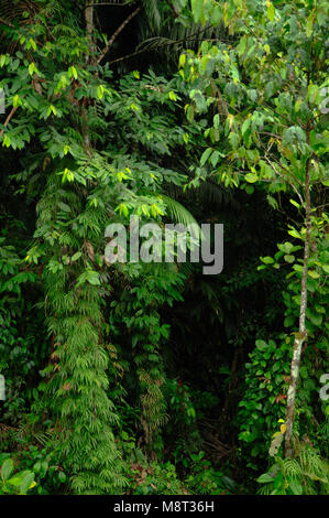 Üppigen, tropischen Pflanzen umgeben den Regenwald Wanderweg am Trimbina Biological Reserve in Costa Rica. Stockfoto